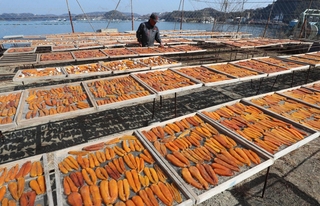 青空の下、天日干しされるカラスミ＝姫路市家島町西島