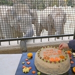 特製バースデーケーキを贈られたゾウ＝姫路セントラルパーク