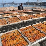 青空の下、天日干しされるカラスミ＝姫路市家島町西島
