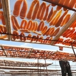 青空の下、天日干しされるカラスミ＝姫路市家島町西島