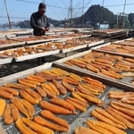 青空の下、天日干しされるカラスミ＝姫路市家島町西島