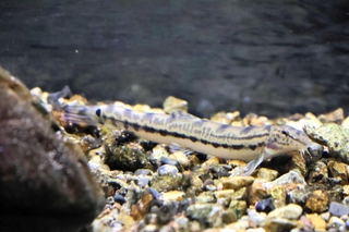 自然繁殖で成長したオオシマドジョウ＝姫路市立水族館