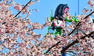 園内を彩るカワヅザクラ＝姫路市豊富町神谷、姫路セントラルパーク