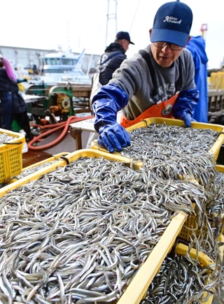 港に水揚げされるイカナゴ＝１７日午前、姫路市白浜町の妻鹿漁港（撮影・中西幸大）