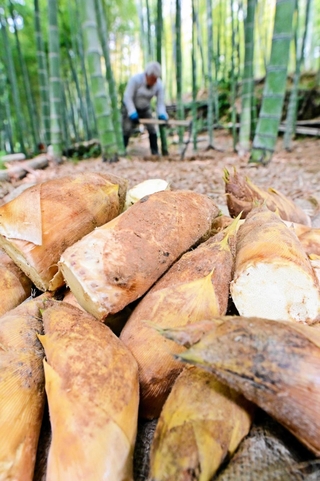 掘りたてのタケノコ。土壌と気候が柔らかくみずみずしい味に育てる＝姫路市西脇