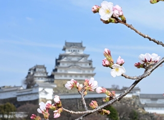 開花したソメイヨシノ＝２４日午前、姫路城三の丸広場