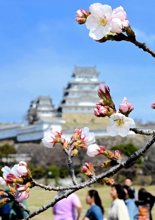 開花したソメイヨシノ＝２４日午前、姫路城三の丸広場