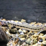 オオシマドジョウの自然繁殖に成功　全国の動物園・水族館で初　姫路市立水族館