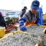 港に水揚げされるイカナゴ＝１７日午前、姫路市白浜町の妻鹿漁港（撮影・中西幸大）