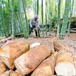 掘りたてのタケノコ。土壌と気候が柔らかくみずみずしい味に育てる＝姫路市西脇