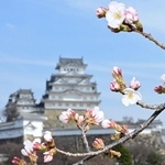 開花したソメイヨシノ＝２４日午前、姫路城三の丸広場