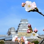 開花したソメイヨシノ＝２４日午前、姫路城三の丸広場