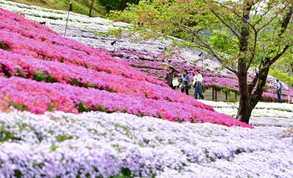 ふわふわ花のじゅうたん ヤマサ本社工場のシバザクラ見頃に 姫路・夢前