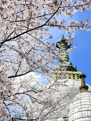 仏舎利塔を覆うように咲くソメイヨシノ＝姫路市名古山町