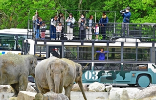 屋根の上から動物を身近に楽しめる新型サファリバス「展望ライド」＝姫路セントラルパーク