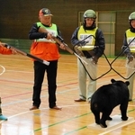 クマ「緊急銃猟」充実へ出動ハンターに報酬　姫路市　免許取得費に手厚い補助　猟犬ワクチン助成も