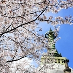 仏舎利塔を覆うように咲くソメイヨシノ＝姫路市名古山町