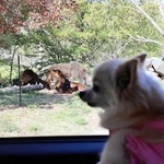 愛犬とマイカーでサファリ巡ろう　国内唯一、姫路セントラルパークが新サービス