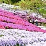 ふわふわ花のじゅうたん　ヤマサ本社工場のシバザクラ見頃に　姫路・夢前