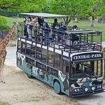 開放的な空間で動物を身近に楽しめる新型サファリバス「展望ライド」＝姫路セントラルパーク