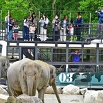 屋根の上から動物を身近に楽しめる新型サファリバス「展望ライド」＝姫路セントラルパーク