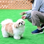 高岡病院で患者の心を癒やしているセラピー犬のコアちゃん＝姫路市西今宿５