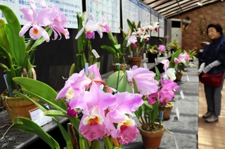 淡い紫の大輪を咲かせるカトレアなど洋ランの原種が並ぶ会場＝手柄山温室植物園