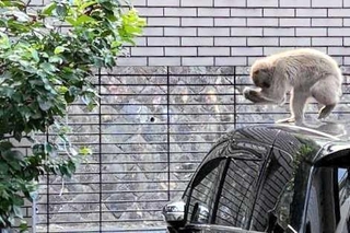 民家に出没したサル＝５月１９日午前、姫路市内（読者提供）