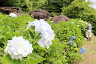 古墳の巨石を取り囲むように咲くアジサイの花＝姫路市四郷町見野、見野古墳群和光公園