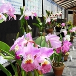 淡い紫の大輪を咲かせるカトレアなど洋ランの原種が並ぶ会場＝手柄山温室植物園