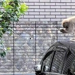 民家に出没したサル＝５月１９日午前、姫路市内（読者提供）