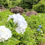 古墳の巨石を取り囲むように咲くアジサイの花＝姫路市四郷町見野、見野古墳群和光公園
