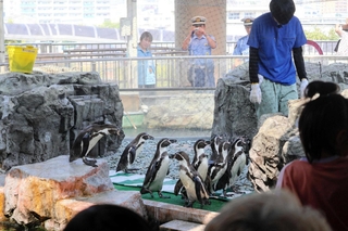 横断歩道に見立てたシートの上を歩くペンギンたち＝姫路市立水族館