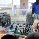 横断歩道に見立てたシートの上を歩くペンギンたち＝姫路市立水族館