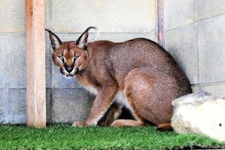 姫路市立動物園で飼育されているカラカルのクルン＝姫路市本町
