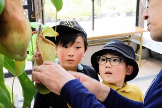 ウツボカズラを観察し生態を学ぶ来場者＝姫路市立手柄山温室植物園
