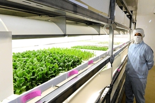 マッチ工場内の空きスペースに植物工場を設置し、ベビーリーフの安定供給を目指す大西潤専務＝姫路市東山