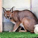 姫路市立動物園で飼育されているカラカルのクルン＝姫路市本町
