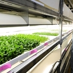 マッチ工場内の空きスペースに植物工場を設置し、ベビーリーフの安定供給を目指す大西潤専務＝姫路市東山