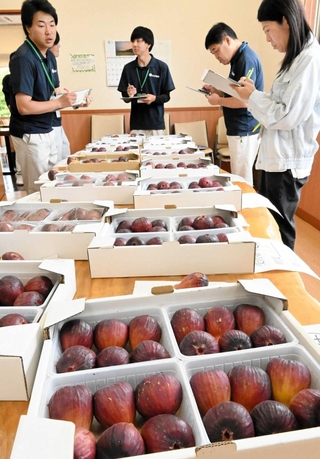 姫路市や太子町の農家が栽培したイチジクの色、つや、詰め方などをチェックするＪＡ職員ら＝旬彩蔵書写