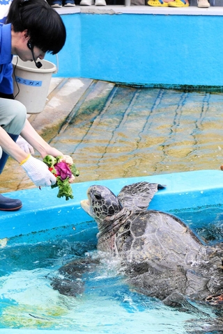 大きく口を開いて、野菜の「花束」を食べる長寿のアオウミガメ＝姫路市立水族館