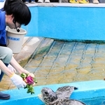 大きく口を開いて、野菜の「花束」を食べる長寿のアオウミガメ＝姫路市立水族館