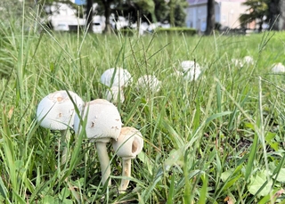 公園に群生しているのが見つかったオオシロカラカサタケとみられるキノコ＝６日午後、姫路市田寺東２