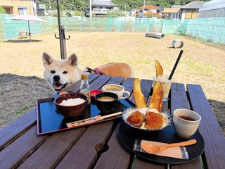 貸し切りドッグラン併設のカフェ「夢街道ｆａｒｍ６７」。愛犬が遊ぶ中、旬のサツマイモスイーツなどを楽しめる＝姫路市夢前町宮置