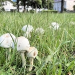 公園に群生しているのが見つかったオオシロカラカサタケとみられるキノコ＝６日午後、姫路市田寺東２