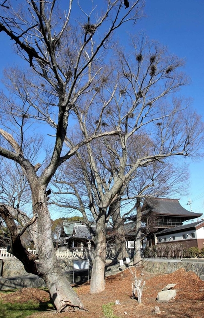 佐保神社と枝上に巣が残るケヤキ＝加東市社