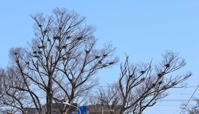 木の枝の上にある無数の黒い固まりはサギ類の巣＝加東市社