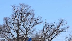 木の枝の上にある無数の黒い固まりはサギ類の巣＝加東市社