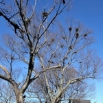 佐保神社と枝上に巣が残るケヤキ＝加東市社