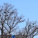 木の枝の上にある無数の黒い固まりはサギ類の巣＝加東市社